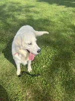 Ruby, a female English Cream Golden Retriever for sale in Bluffton, IN – 4 of 7
