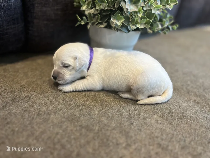Pearl – English Cream Golden Retriever puppy for sale in Bluffton, IN