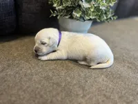 Pearl, a female English Cream Golden Retriever for sale in Bluffton, IN – 1 of 4