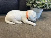 Prince , a male English Cream Golden Retriever for sale in Bluffton, IN – 3 of 5