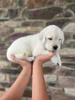 Missy, a female English Cream Golden Retriever for sale in Bluffton, IN – 3 of 5