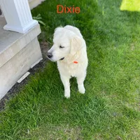 Sweetie - Blue, a female Golden Retriever for sale in Bluffton, IN – Photo 5 of 6