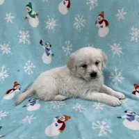 Sweetie - Blue, a female Golden Retriever for sale in Bluffton, IN – Photo 2 of 6