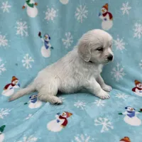 Sweetie - Blue, a female Golden Retriever for sale in Bluffton, IN – Photo 4 of 6