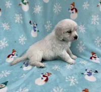 Sweetie - Blue, a female Golden Retriever for sale in Bluffton, IN – Photo 4 of 6