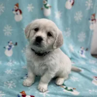 Sweetie - Blue, a female Golden Retriever for sale in Bluffton, IN – Photo 1 of 6