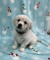 Sweetie - Blue, a female Golden Retriever for sale in Bluffton, IN – Photo 1 of 6