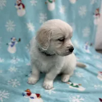 Sweetie - Blue, a female Golden Retriever for sale in Bluffton, IN – Photo 3 of 6