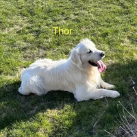 Sweetie - Blue, a female Golden Retriever for sale in Bluffton, IN – Photo 6 of 6