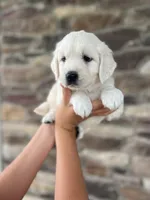 Princess - Blue, a female English Cream Golden Retriever for sale in Bluffton, IN – 2 of 6