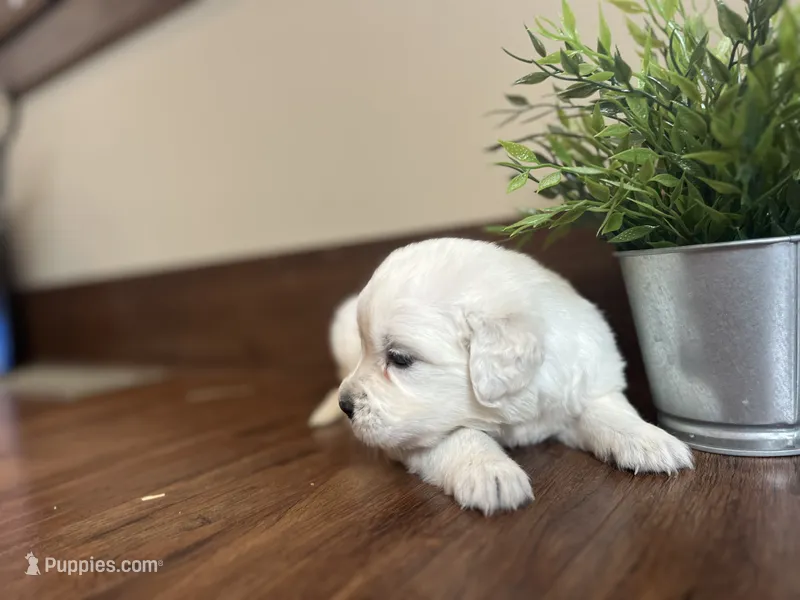 Merlin – English Cream Golden Retriever puppy for sale in Bluffton, IN