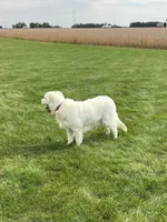 Ruby, a female English Cream Golden Retriever for sale in Bluffton, IN – 3 of 7
