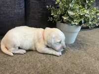 Poppy, a female English Cream Golden Retriever for sale in Bluffton, IN – 3 of 4