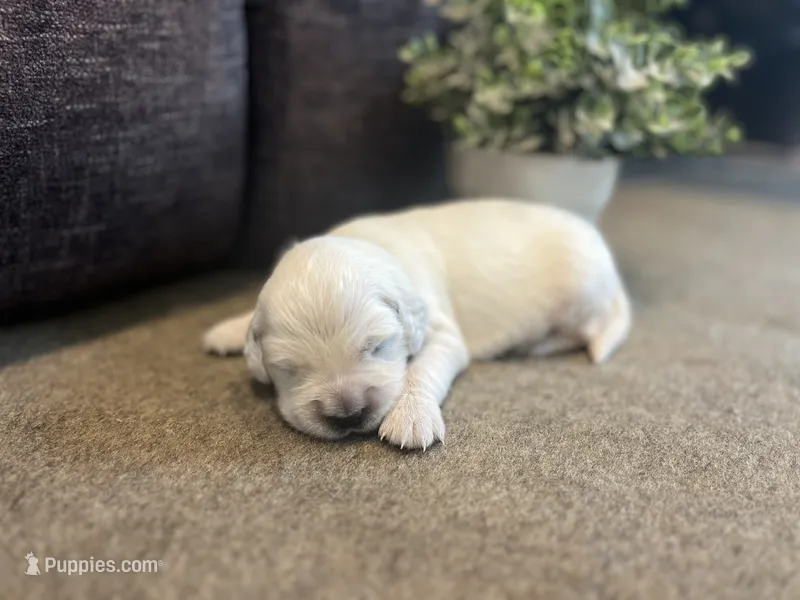 Princess – English Cream Golden Retriever puppy for sale in Bluffton, IN