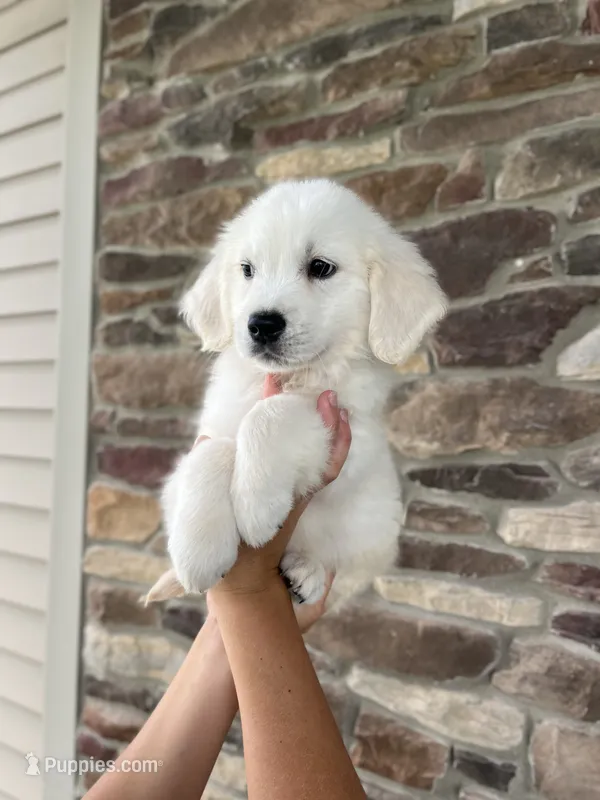 Merlin – English Cream Golden Retriever puppy for sale in Bluffton, IN