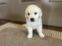 Duke - Gray, a male Golden Retriever for sale in Bluffton, IN – 2 of 5