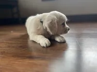 Princess - Blue, a female English Cream Golden Retriever for sale in Bluffton, IN – 3 of 6
