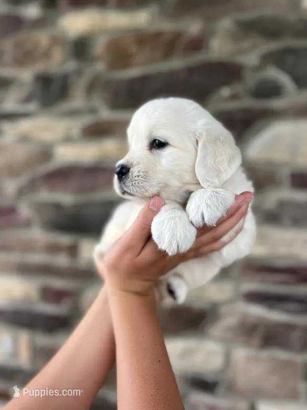 Poppy - Pink – English Cream Golden Retriever puppy for sale in Bluffton, IN