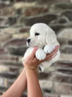Poppy - Pink, a female English Cream Golden Retriever for sale in Bluffton, IN – 1 of 5