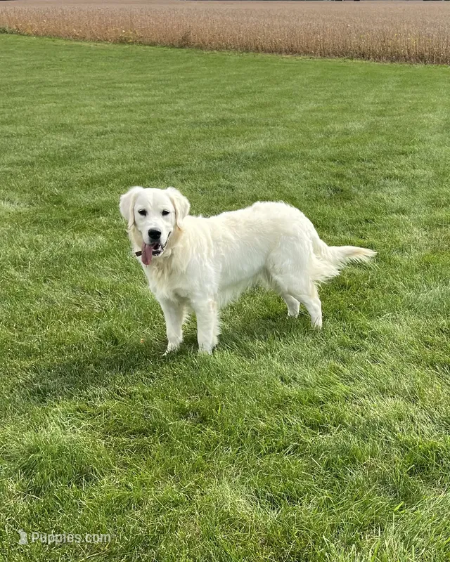 Ruby – English Cream Golden Retriever puppy for sale in Bluffton, IN