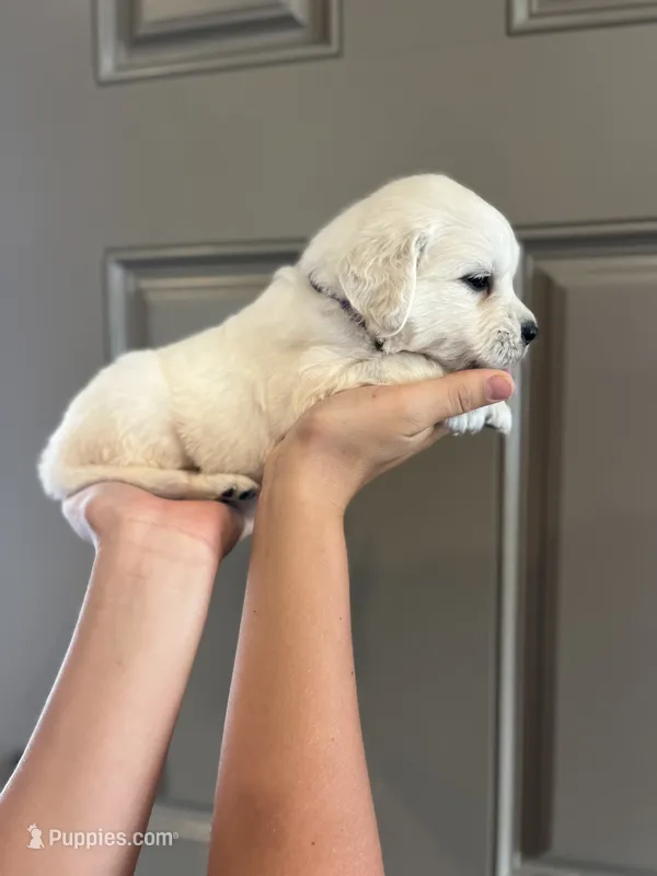 Pearl - Purple  – English Cream Golden Retriever puppy for sale in Bluffton, IN