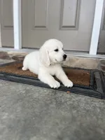 Prince - Orange, a male English Cream Golden Retriever for sale in Bluffton, IN – 3 of 6