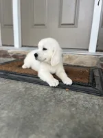 Prince - Orange, a male English Cream Golden Retriever for sale in Bluffton, IN – 4 of 6