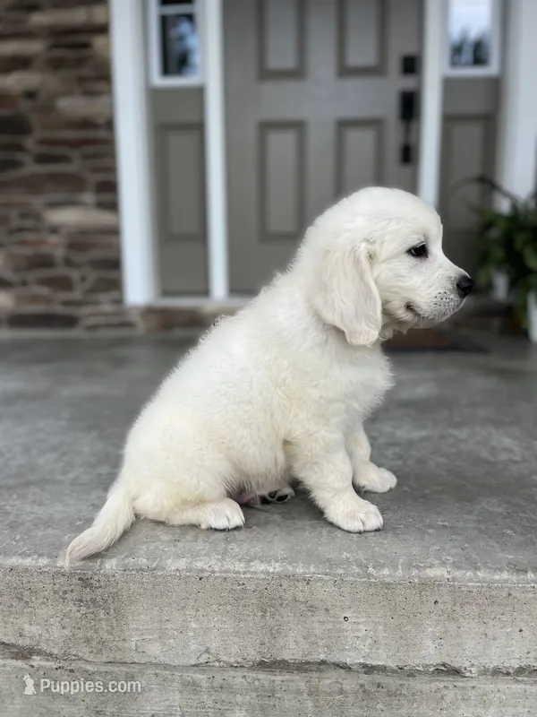 Prince - Orange – English Cream Golden Retriever puppy for sale in Bluffton, IN