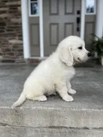 Prince - Orange, a male English Cream Golden Retriever for sale in Bluffton, IN – 1 of 6