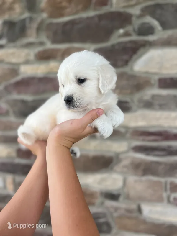 Duke - Gray – English Cream Golden Retriever puppy for sale in Bluffton, IN