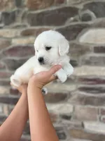 Duke - Gray, a male Golden Retriever for sale in Bluffton, IN – 1 of 5
