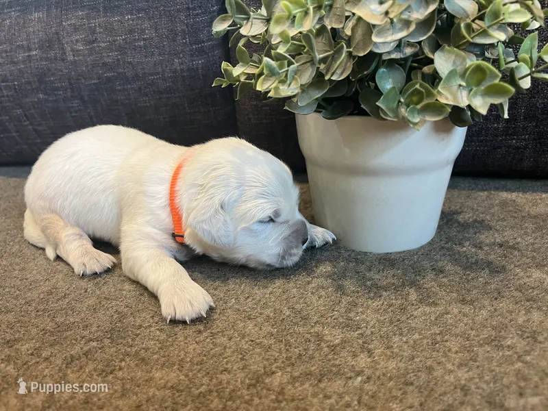 Prince  – English Cream Golden Retriever puppy for sale in Bluffton, IN
