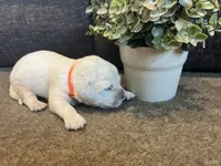 Prince , a male English Cream Golden Retriever for sale in Bluffton, IN – 1 of 5