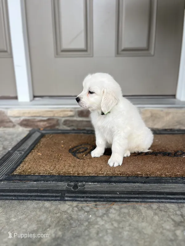 Merlin – English Cream Golden Retriever puppy for sale in Bluffton, IN