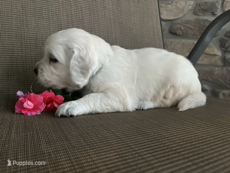 Princess - Blue – English Cream Golden Retriever puppy for sale in Bluffton, IN