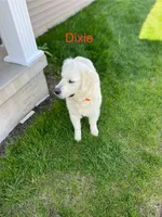 Boon, a male Golden Retriever for sale in Bluffton, IN – 4 of 5