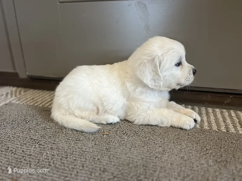 Prince - Orange – English Cream Golden Retriever puppy for sale in Bluffton, IN