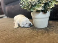 Princess, a female English Cream Golden Retriever for sale in Bluffton, IN – 2 of 4