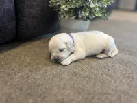 Pearl, a female English Cream Golden Retriever for sale in Bluffton, IN – 2 of 4