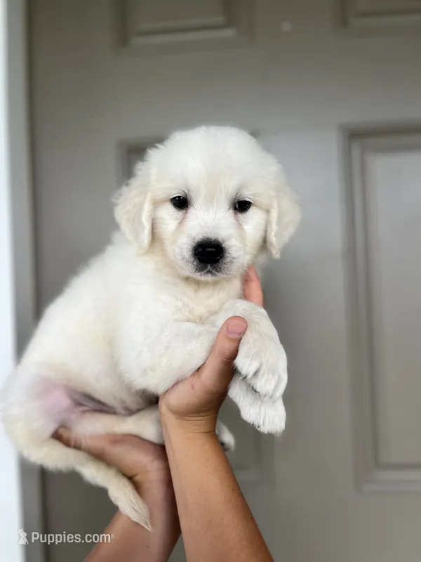 Merlin – English Cream Golden Retriever puppy for sale in Bluffton, IN