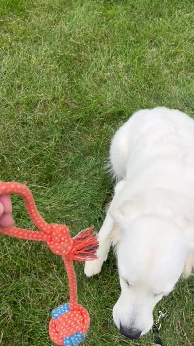 Ruby, a female English Cream Golden Retriever for sale in Bluffton, IN – 6 of 7