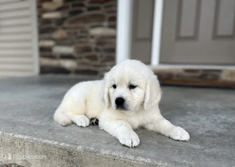 Boon – Golden Retriever puppy for sale in Bluffton, IN
