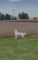 Ruby, a female English Cream Golden Retriever for sale in Bluffton, IN – 5 of 7