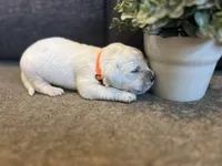 Prince , a male English Cream Golden Retriever for sale in Bluffton, IN – 4 of 5