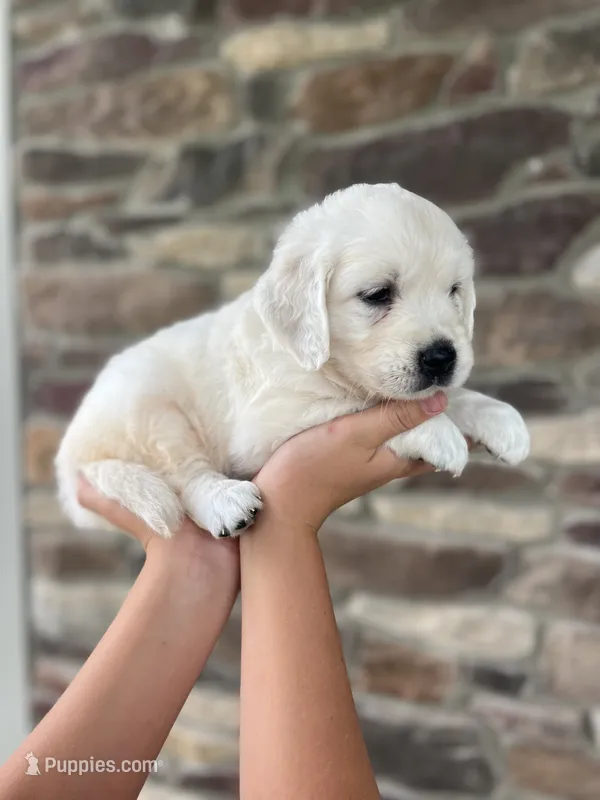 Princess - Blue – English Cream Golden Retriever puppy for sale in Bluffton, IN