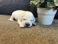 Prince , a male English Cream Golden Retriever for sale in Bluffton, IN – 5 of 5