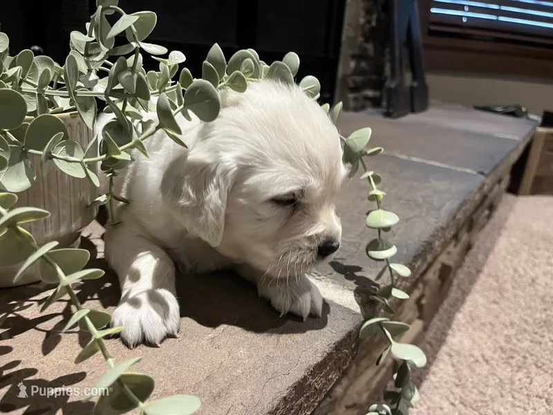 Poppy - Pink – English Cream Golden Retriever puppy for sale in Bluffton, IN