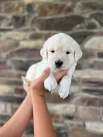 Missy, a female English Cream Golden Retriever for sale in Bluffton, IN – 2 of 5