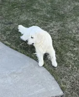 Poppy - Pink, a female English Cream Golden Retriever for sale in Bluffton, IN – 4 of 5