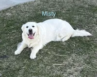 Duke - Gray, a male Golden Retriever for sale in Bluffton, IN – 4 of 5